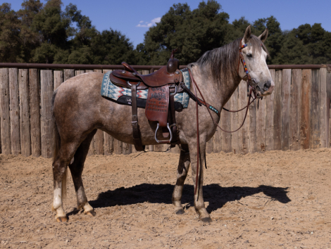 HorseID: 2303524 ASPEN - PhotoID: 1086144