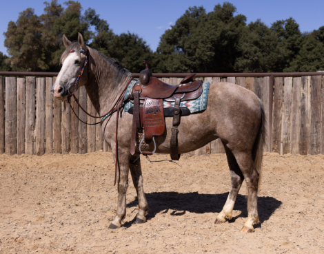 HorseID: 2303524 ASPEN - PhotoID: 1086145