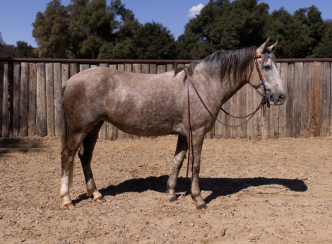 HorseID: 2303524 ASPEN - PhotoID: 1086146