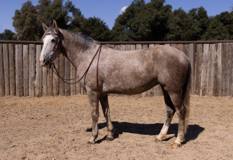 HorseID: 2303524 ASPEN - PhotoID: 1086147