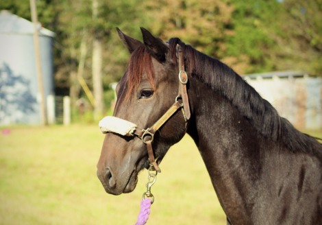 HorseID: 2303525 SFF Night Witch - PhotoID: 1086148