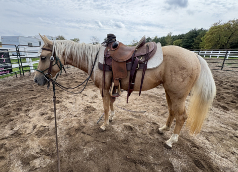 HorseID: 2303528 SHESASROKIN GUNNER - PhotoID: 1086150