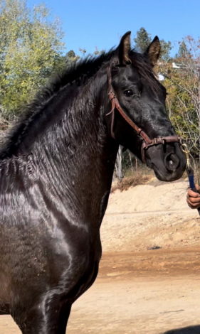 HorseID: 2303529 Valiente EJ - PhotoID: 1086151