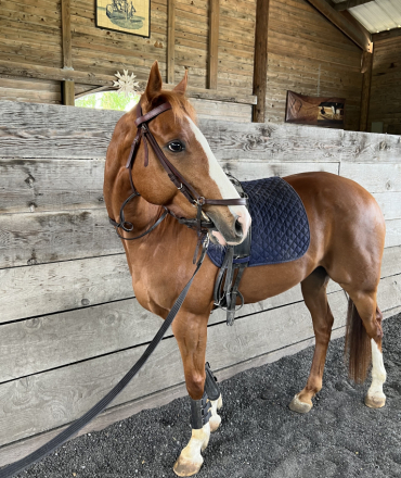 HorseID: 2303530 Penman - PhotoID: 1086152