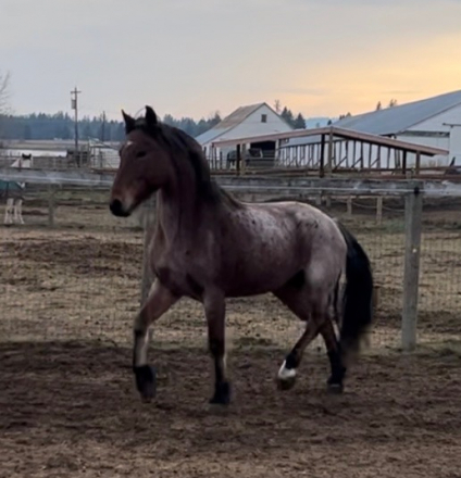 HorseID: 2303531 Kamaji - PhotoID: 1086153