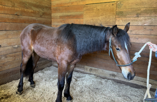 HorseID: 2303532 Maui - discount if the finds a home by 11/1/2025 - PhotoID: 1086154