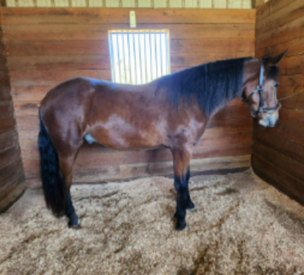 HorseID: 2303532 Maui - discount if the finds a home by 11/1/2025 - PhotoID: 1087182