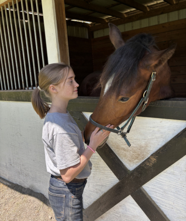 HorseID: 2303532 Maui - discount if the finds a home by 11/1/2025 - PhotoID: 1087183