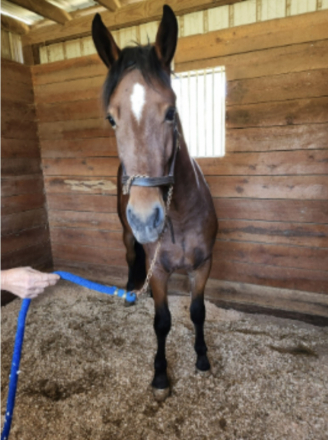 HorseID: 2303532 Maui - discount if the finds a home by 11/1/2025 - PhotoID: 1087184
