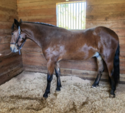 HorseID: 2303532 Maui - discount if the finds a home by 11/1/2025 - PhotoID: 1087185