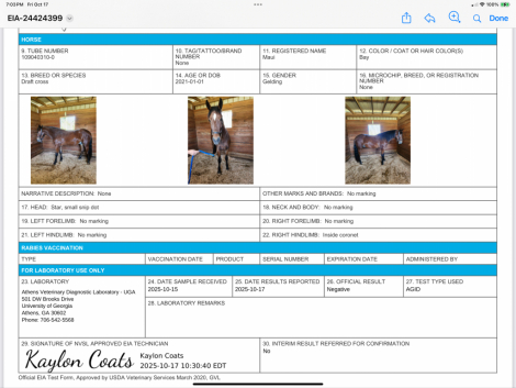 HorseID: 2303532 Maui - discount if the finds a home by 11/1/2025 - PhotoID: 1087186