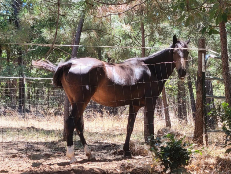 HorseID: 2303534 Glorious Nugget Of Moon - PhotoID: 1086156