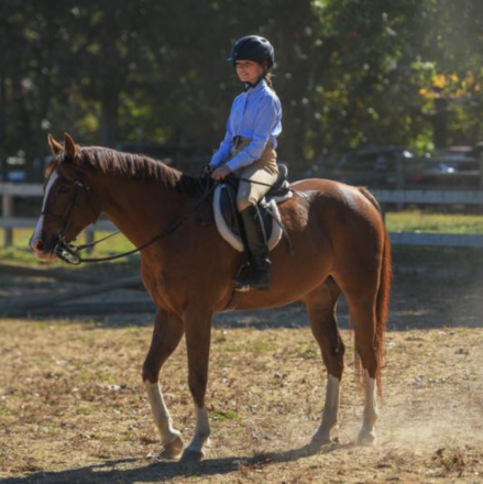 HorseID: 2303535 Koda - PhotoID: 1086624