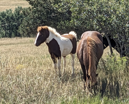 HorseID: 2303539 Gróandi from Lough Arrow II - PhotoID: 1086157