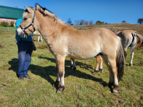 HorseID: 2303540 Shoreline's Albert - PhotoID: 1086158