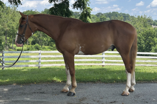 HorseID: 2303548 Patrick - PhotoID: 1086166