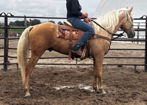 HorseID: 2303559 Camas Mist Cricket - PhotoID: 1086169