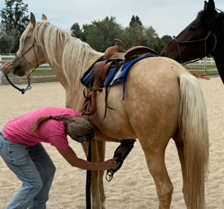 HorseID: 2303559 Camas Mist Cricket - PhotoID: 1086170