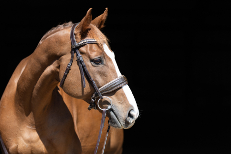 HorseID: 2303560 Tullamore Dew - PhotoID: 1086172