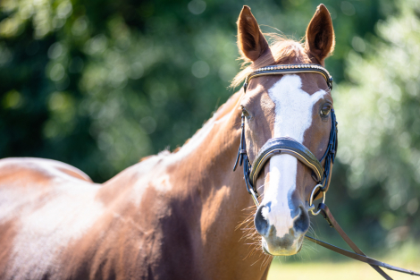 HorseID: 2303560 Tullamore Dew - PhotoID: 1086173