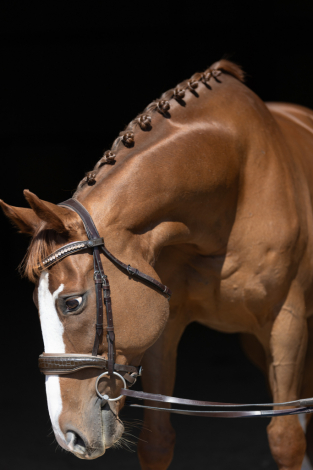 HorseID: 2303560 Tullamore Dew - PhotoID: 1086175