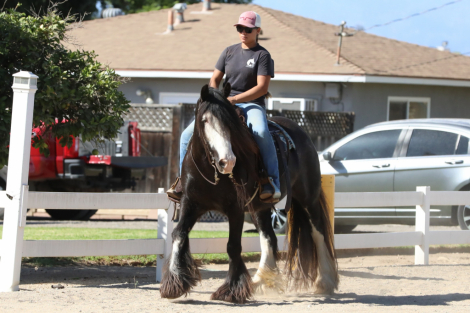 HorseID: 2303561 Sunkissed at Midnight - PhotoID: 1086176