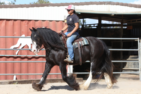 HorseID: 2303561 Sunkissed at Midnight - PhotoID: 1086177