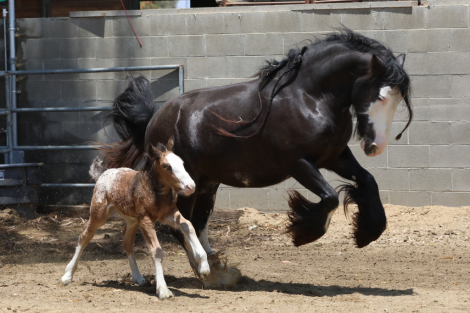 HorseID: 2303561 Sunkissed at Midnight - PhotoID: 1086178