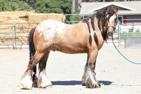 HorseID: 2303561 Sunkissed at Midnight - PhotoID: 1086179