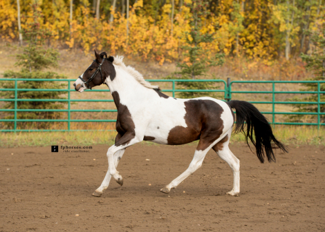 HorseID: 2303565 Mariachi Da Man - PhotoID: 1086180