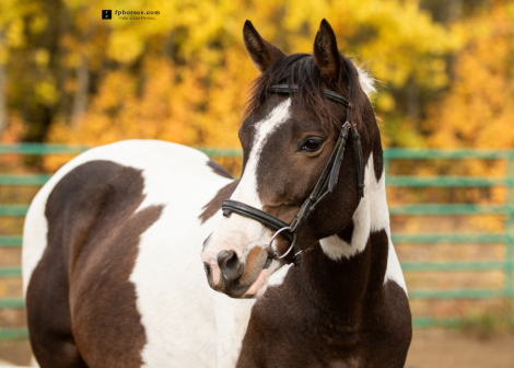 HorseID: 2303565 Mariachi Da Man - PhotoID: 1086181