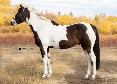 HorseID: 2303565 Mariachi Da Man - PhotoID: 1086182