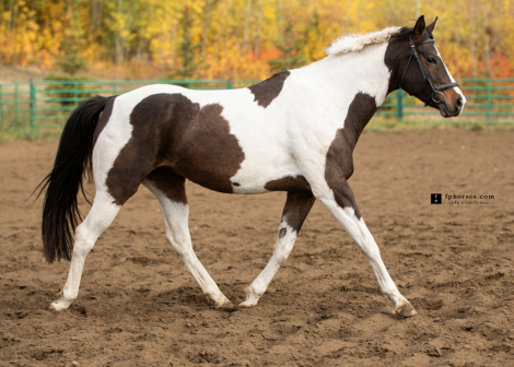 HorseID: 2303565 Mariachi Da Man - PhotoID: 1086183