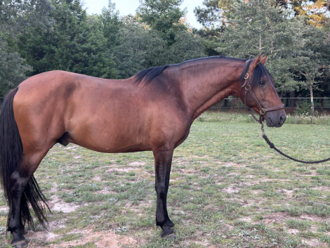 HorseID: 2303567 Talente MC - PhotoID: 1086184