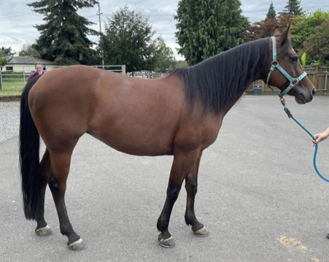 HorseID: 2303569 This Chics Taken - PhotoID: 1086185