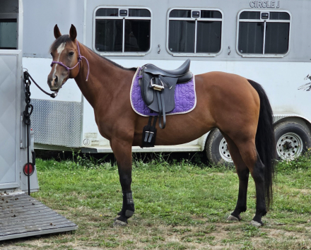 HorseID: 2303569 This Chics Taken - PhotoID: 1086186