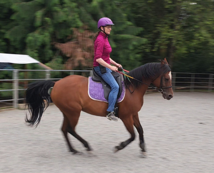 HorseID: 2303569 This Chics Taken - PhotoID: 1086187