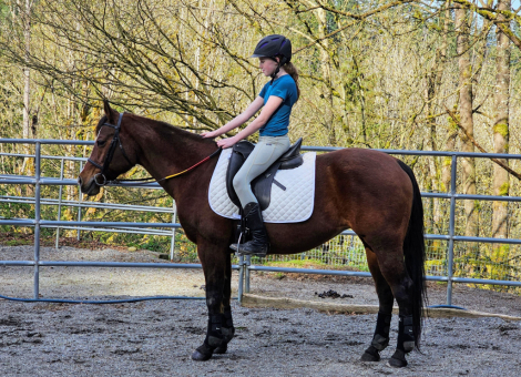 HorseID: 2303569 This Chics Taken - PhotoID: 1086188