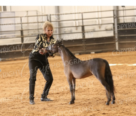 HorseID: 2303573 Sonoita Danny Boy - PhotoID: 1086189