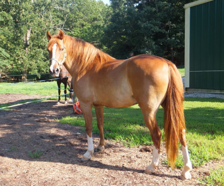 HorseID: 2303575 Lil Rockin Clemons - PhotoID: 1086194