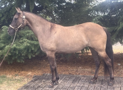 HorseID: 2303576 Jaz By Design - PhotoID: 1086196