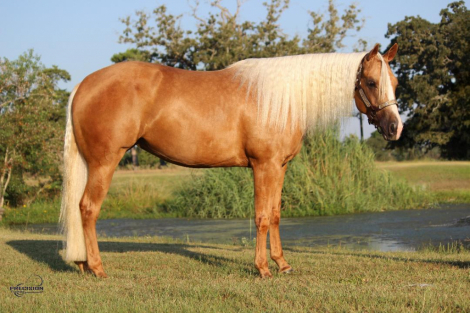 HorseID: 2303579 GYPSYSMISSSMARTSHINY - PhotoID: 1086197