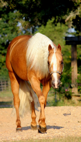 HorseID: 2303579 GYPSYSMISSSMARTSHINY - PhotoID: 1086198