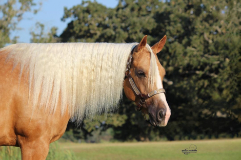 HorseID: 2303579 GYPSYSMISSSMARTSHINY - PhotoID: 1086199