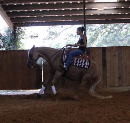 HorseID: 2303579 GYPSYSMISSSMARTSHINY - PhotoID: 1086200