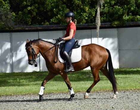 HorseID: 2303583 PS COURT FAVOR - PhotoID: 1086203