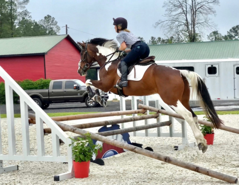 HorseID: 2303583 PS COURT FAVOR - PhotoID: 1086204