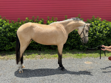 HorseID: 2303583 PS COURT FAVOR - PhotoID: 1086205