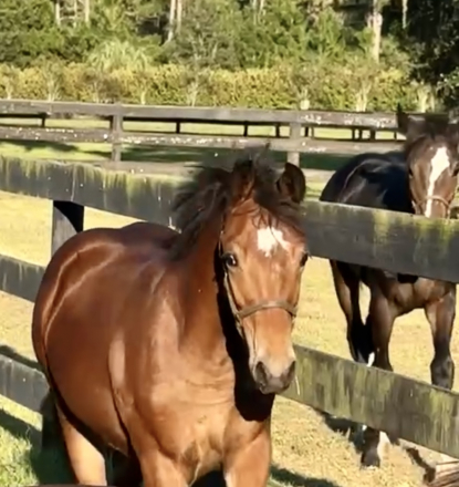 HorseID: 2303583 PS COURT FAVOR - PhotoID: 1086206