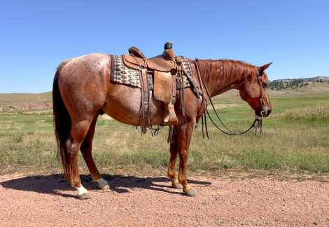 HorseID: 2303584 Bet Hes Got Wood - PhotoID: 1086207